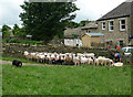 Sheep shearing at the back of Askrigg