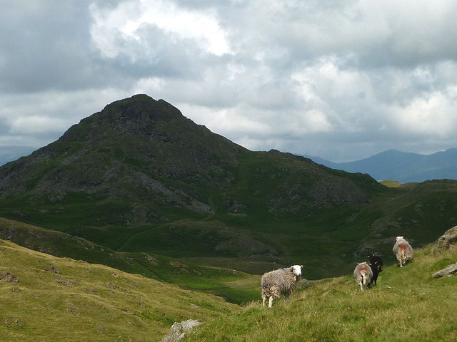 Herdwick sheep on Great Stickle