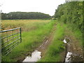 Field entrance by small plantation, Kexby Lane