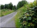 H5114 : Road at Lisboduff by Kenneth  Allen