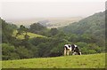 Cattle above Woodcourt