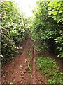 Green lane to Farleigh