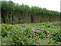 Coppiced block, Oaken Wood