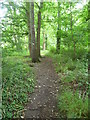 Path in Foxley Wood