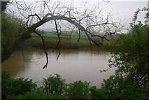 TQ0110 : River Arun by N Chadwick