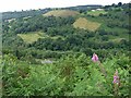 Looking across Cwm Bargoed