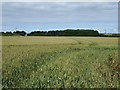 Crop field east of Bempton