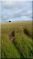 Wheat field near Leddington