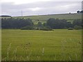 River Dee riparian zone at North Tilbouries