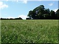 Trees at the corner of a field