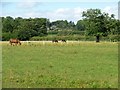 Horses in the paddocks near Bay Horse Farm