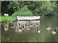 Canadian Geese by the River Thames