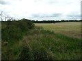 Field cropped for silage