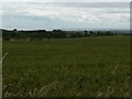 Wheat field at High Whittle