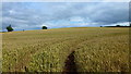 Dome of wheat