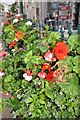 Tiverton : Flowerbed on Fore Street