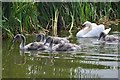 Tiverton : Grand Western Canal - Swan & Cygnets