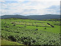 Cemetery above Dervaig