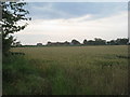 View towards North Farm and Top Farm