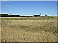 Farmland off Wellhead Dean Road