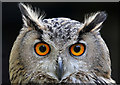 Holly the Eurasian Eagle Owl (Bubo bubo)