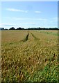 Wheat Fields - Glazebrook