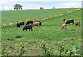 Grazing cattle near Hillcrest Farm