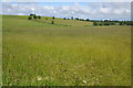 Cotswold grassland