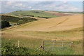 Barley field near Halcombe Farm