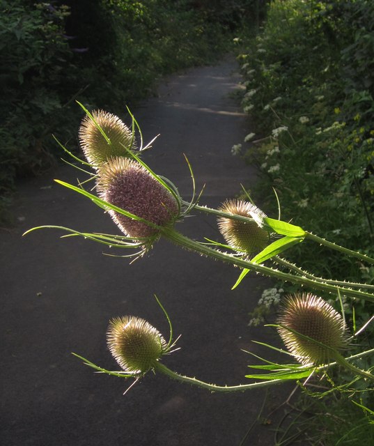 Teasel, rear of Torquay County Court