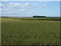 Farmland, High Chibburn