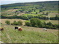 View from Nuns Green Lane