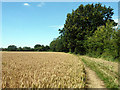 Wheat and footpath