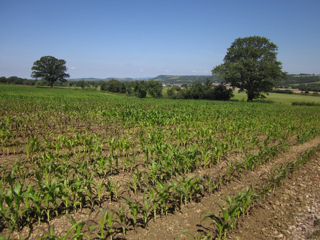 Maize below Kings Hill