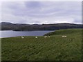 NG3135 : Sheep Grazing on Oronsay by Hilmar Ilgenfritz