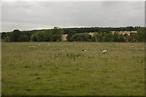 SE2146 : Sheep Grazing by Mark Anderson