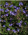 Cranesbill, Pilton