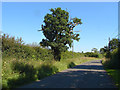 SU9173 : Hedgerow oak, Crouch Lane by Alan Hunt