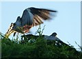 SP9211 : Two woodpigeons flapping about by Rob Farrow