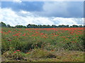 SP3435 : Fields of poppies [2] by Michael Dibb
