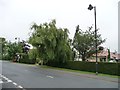 Scholes in bloom, Station Road [1]