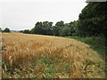 A path leading to New Crofton