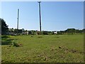 Langton Matravers, alpacas