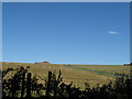 Sheep in field by Alfriston Road