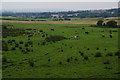 Cows in the Roch valley