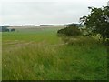 Pasture, hedge and sheep