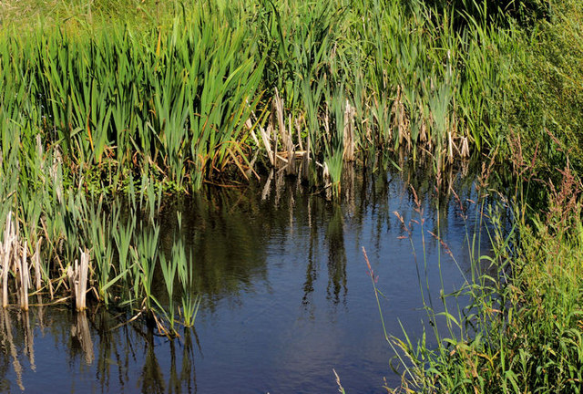 Former Lester's Dam, Belfast (summer) © Albert Bridge :: Geograph ...