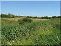 Northern end of the Ouse Valley Nature Reserve at Newhaven