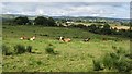 Cattle off Cavan Road