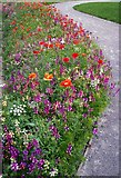 SO8405 : Wild flower bed, Brewery Bridge, Stroud by Roger May